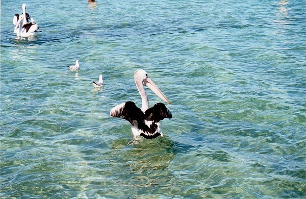 Pelican